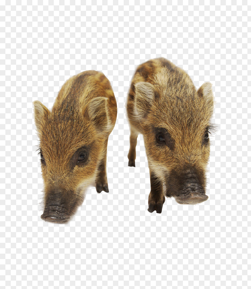 Two Pigs Vietnamese Pot-bellied Download PNG