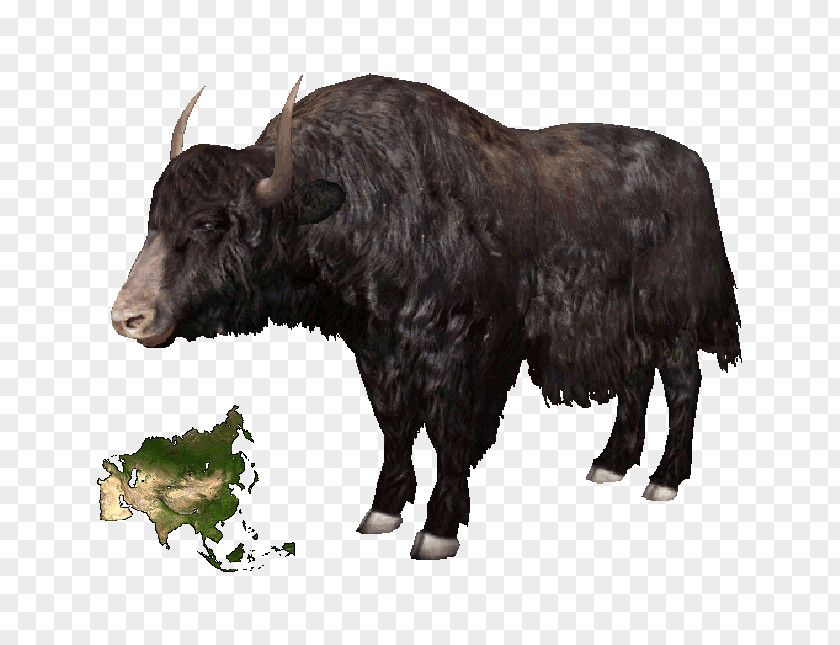 Yak Domestic Tibet Cattle American Bison Ox PNG
