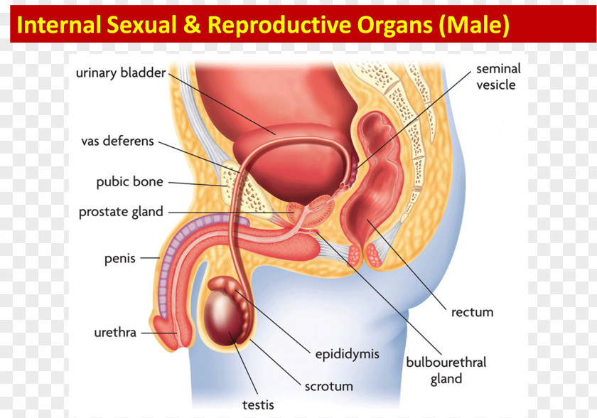 Female Reproductive System Function Human Body PNG