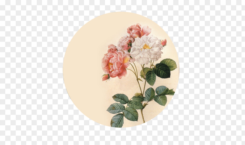 Flower Image Botanical Illustration Floral Design Damask Rose PNG