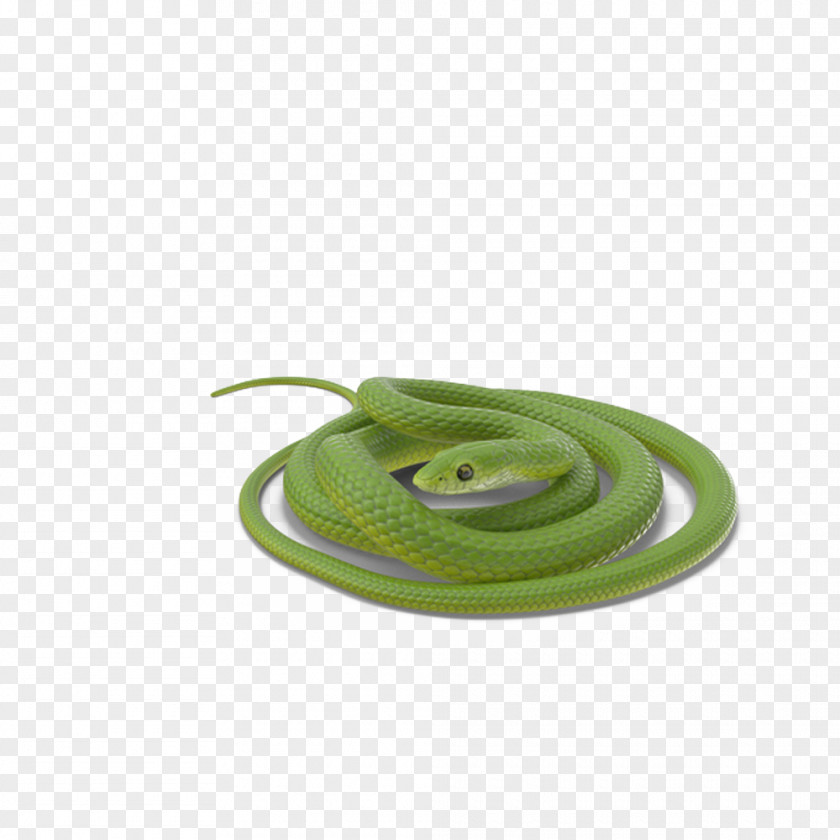 Green Snake Coiled Vipers PNG