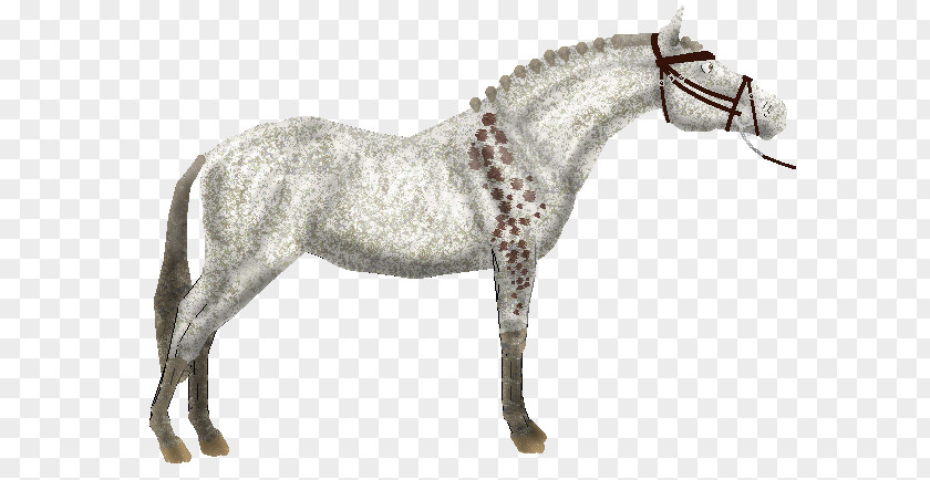 Mustang Mane Stallion Rein Pony PNG