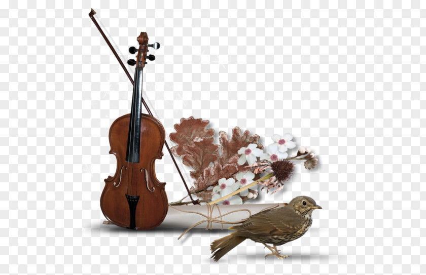String Instrument Musical Violin Family Cello PNG