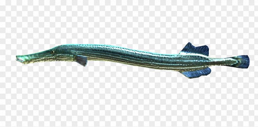 A Lot Of People Trumpetfish Aulostomus Maculatus Water Oily Fish PNG