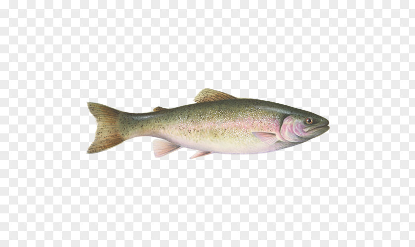 Rainbow Trout Coho Salmon Monterey Bay Aquarium Coastal Cutthroat Cod PNG