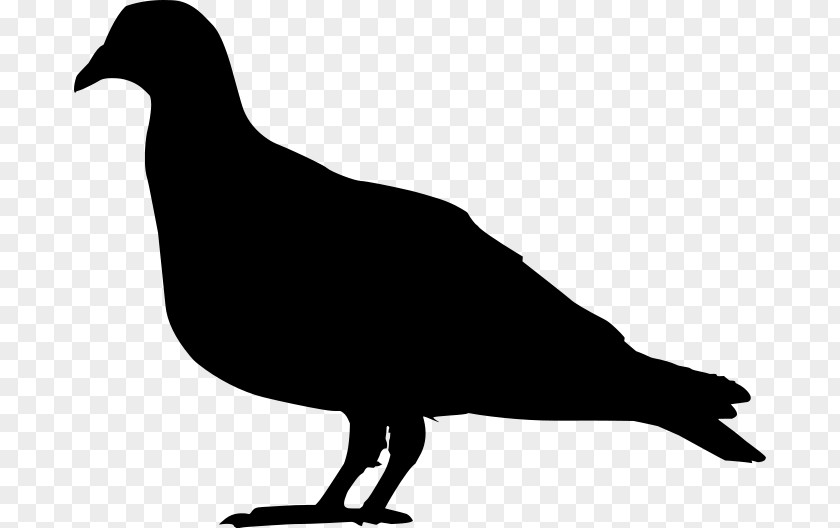 Silhouette Domestic Pigeon Columbidae Clip Art PNG