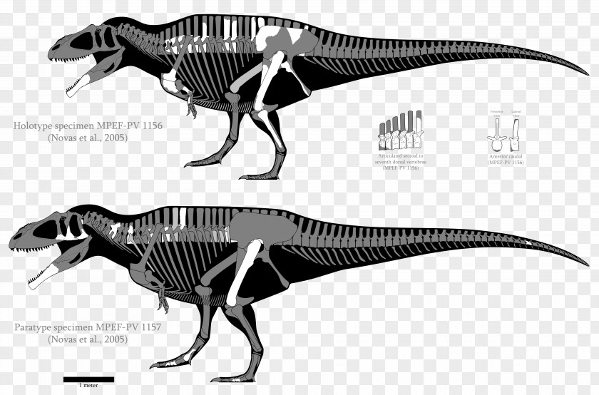 Skeleton Tyrannosaurus Carcharodontosaurus Acrocanthosaurus Tyrannotitan Giganotosaurus PNG