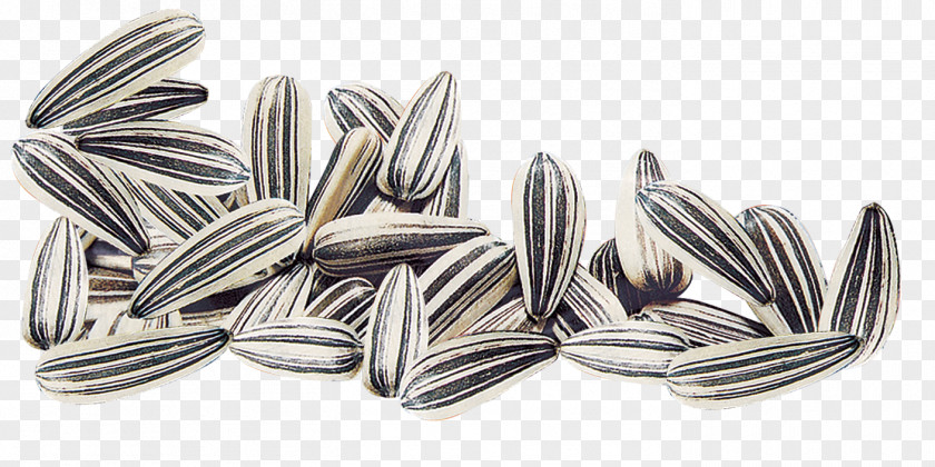 Sunflower Kuaci Seed Pumpkin Common PNG