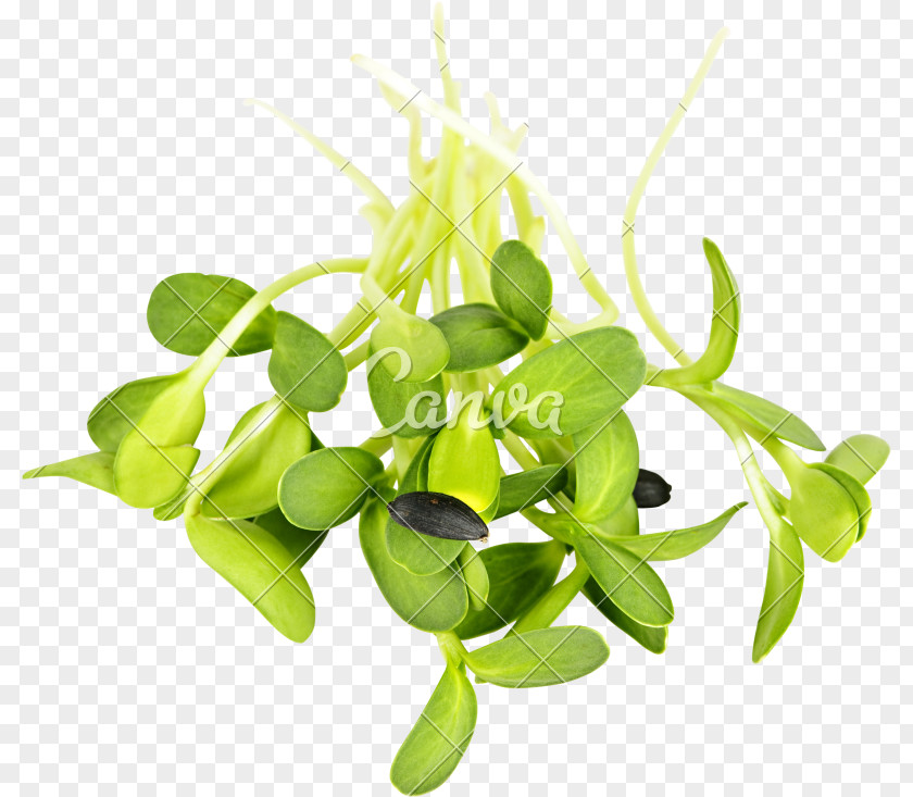 Sunflower Leaf Raw Foodism Organic Food Sprouting Common Seed PNG