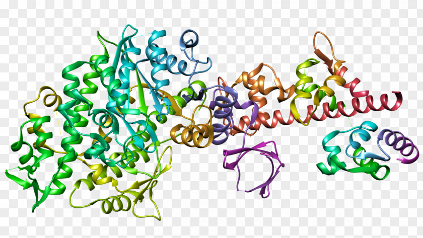 V Myosin Protein Actin Structure Muscle Contraction PNG