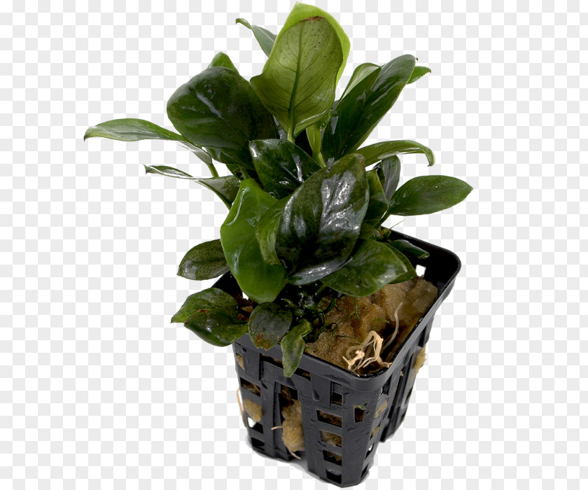 Anubias Barteri Var. Nana Flowerpot Houseplant Bonsai Aquatic Plants PNG