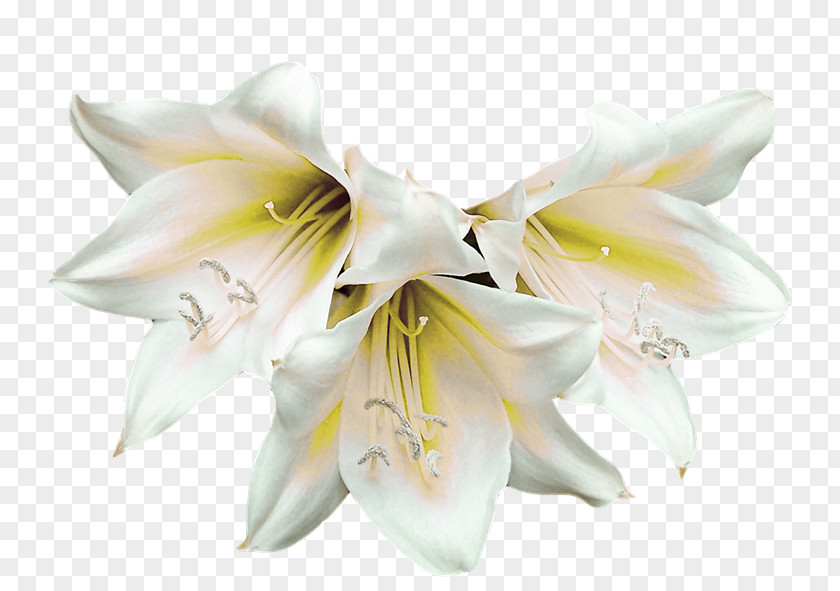 Flower White Lilium PNG