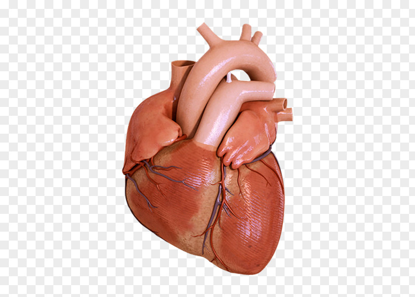 Heart Anatomy About Your Human Body Science PNG