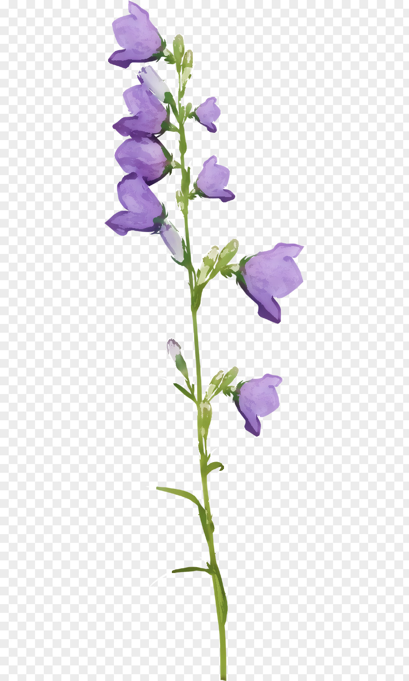 Real Flower Bellflower Plant Stem Herbaceous PNG