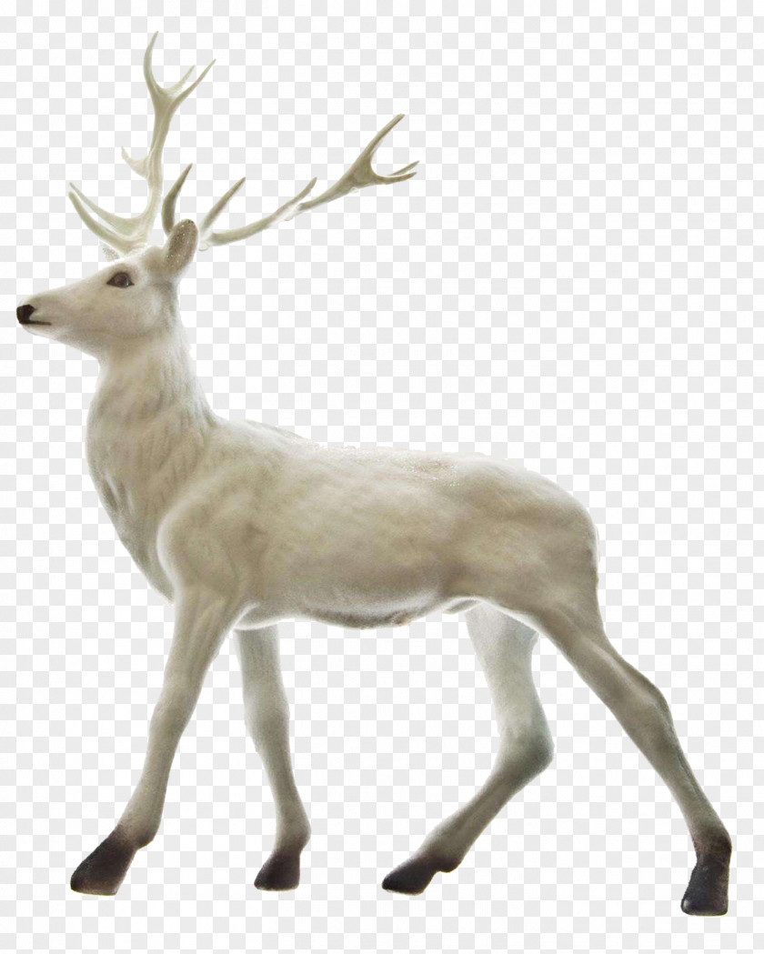 A White Deer Rudolph Reindeer Santa Claus Christmas PNG