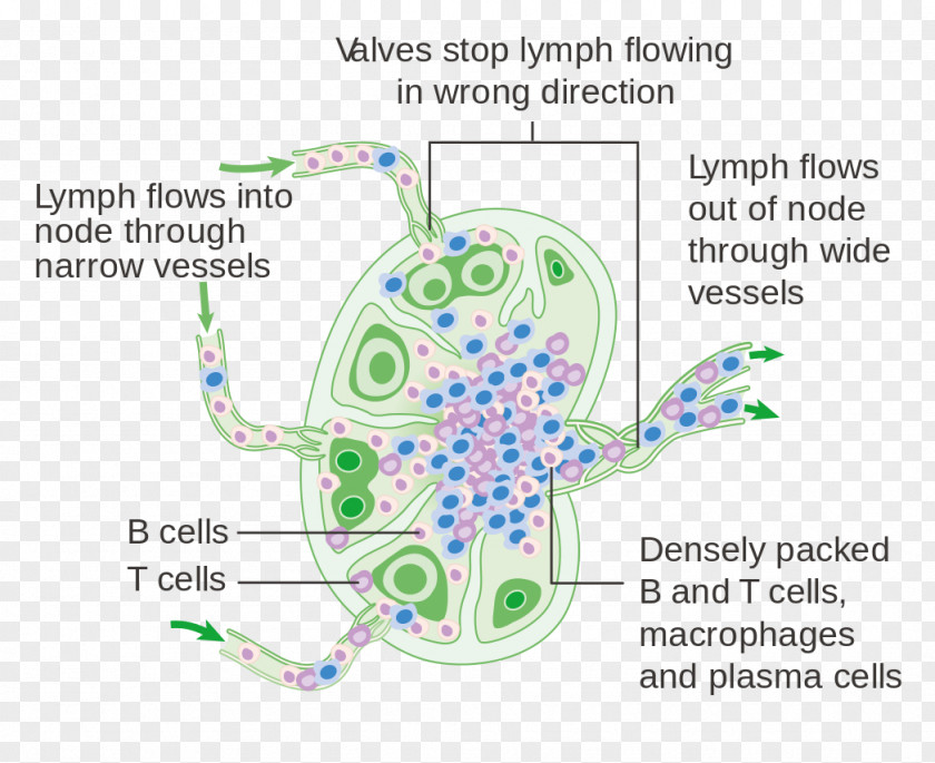 Heart Lymph Node Lymphatic System Human Body Diagram PNG