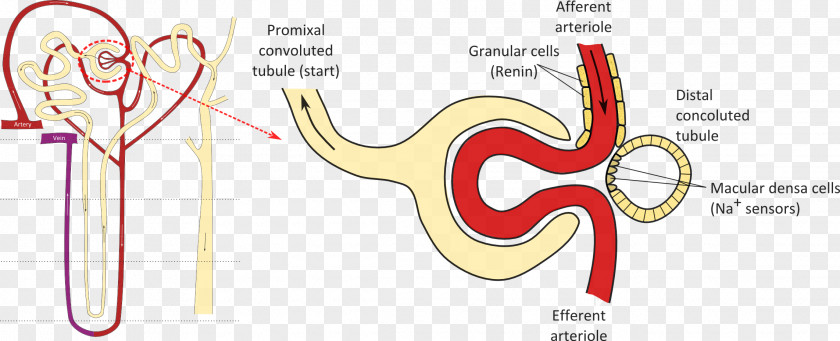 Kidney Macula Densa Proximal Tubule Distal Convoluted Nephron PNG