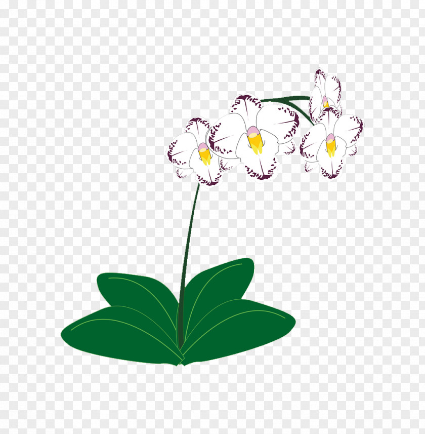 Orchid Clip Art Vector Graphics Orchids Illustration PNG