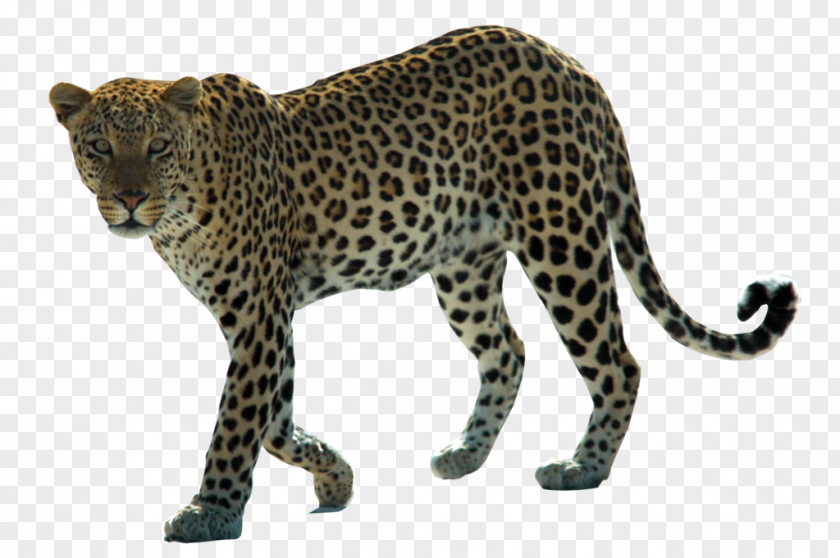 Leopard Hd Snow Arabian African Felidae PNG
