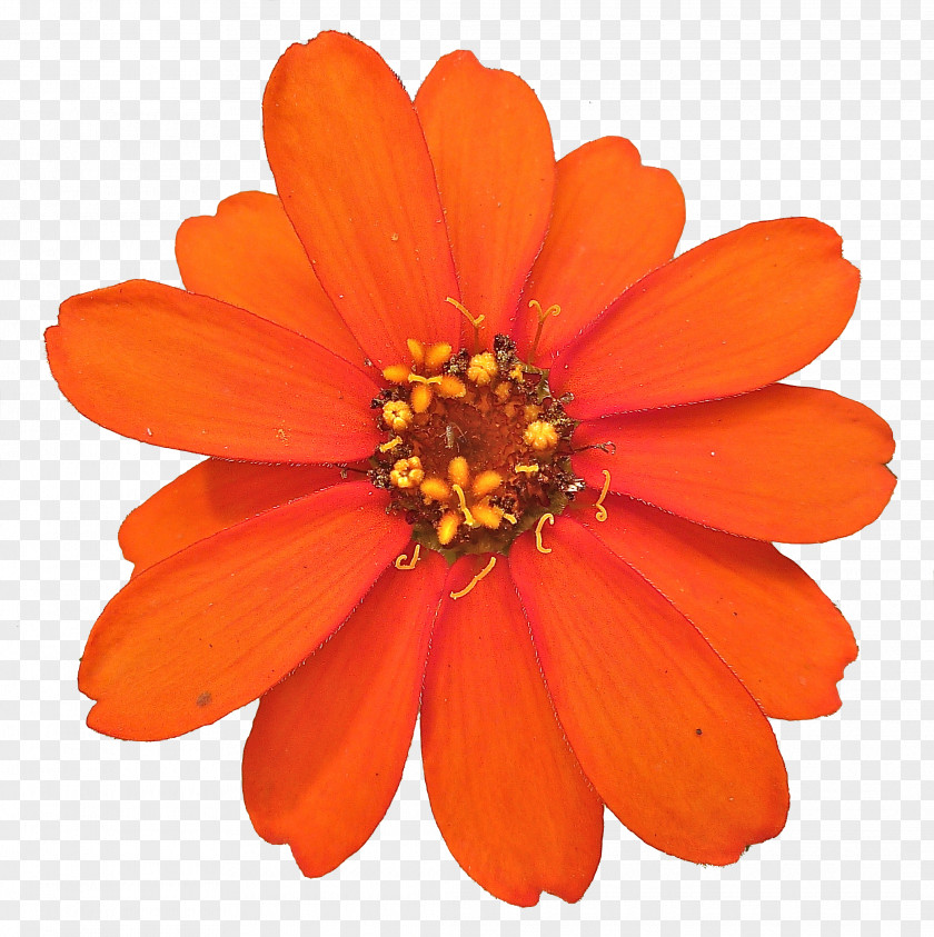 Peach Flower Marigold Desktop Wallpaper PNG