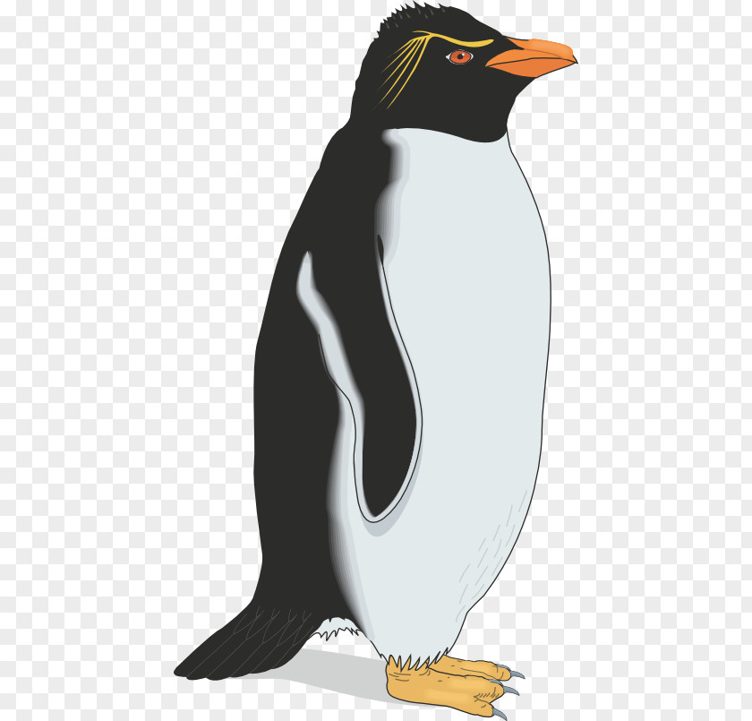 Penguin Gentoo Emperor Southern Rockhopper PNG