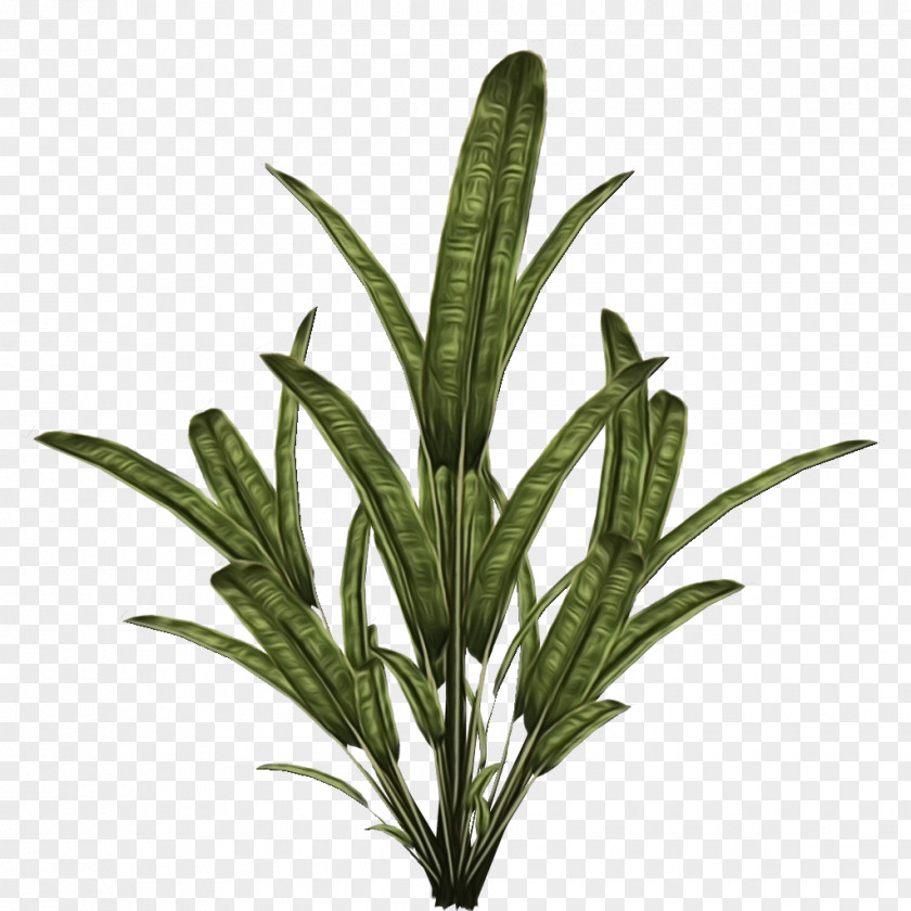 Plants Plant Stem Leaf Tree Flower PNG