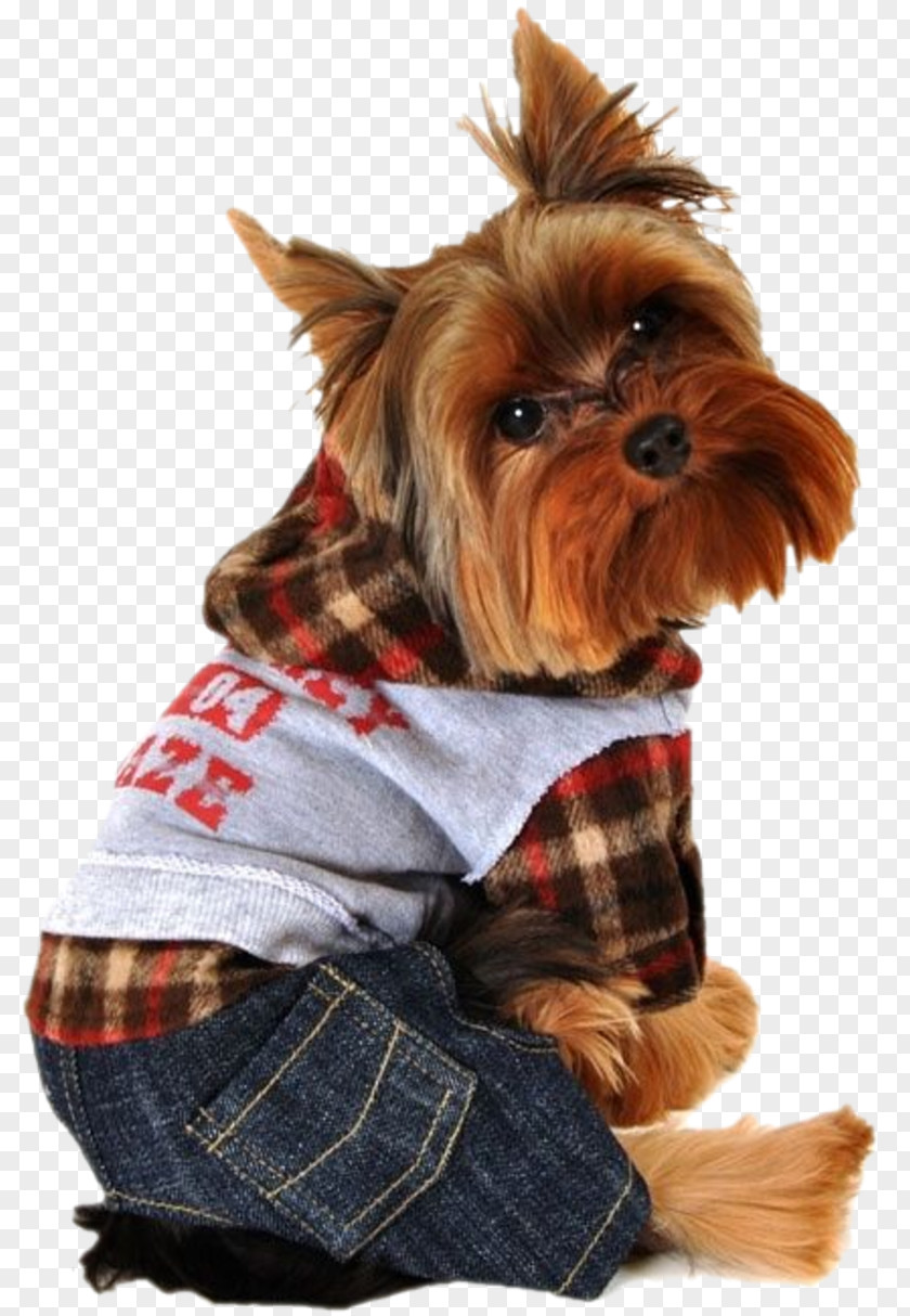 Puppy Yorkshire Terrier Chihuahua Cat Hoodie PNG