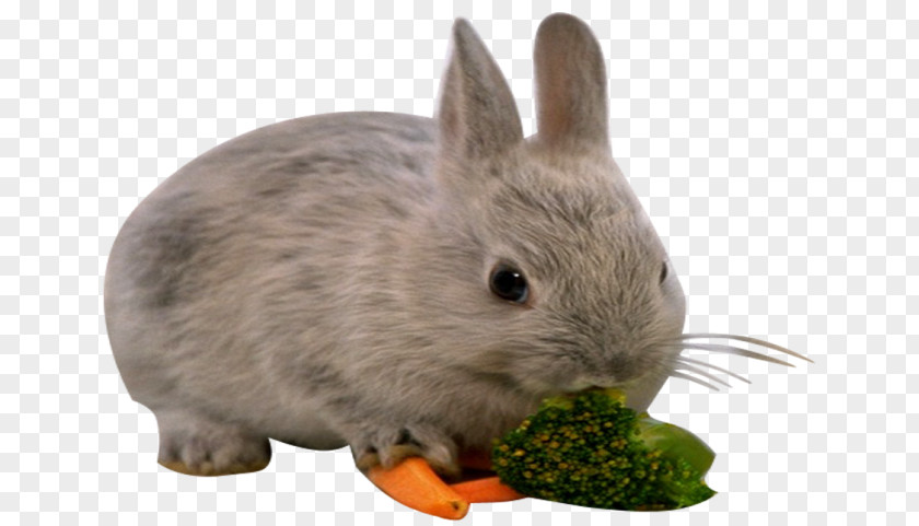 Rabbit European Hare Domestic PNG