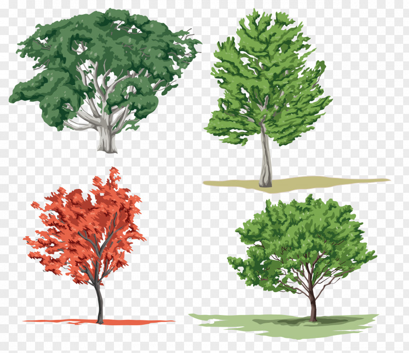 Tree Woody Plant Clip Art PNG