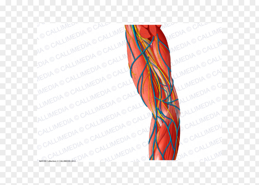 Arm Anatomy Blood Vessel Nerve Muscle PNG
