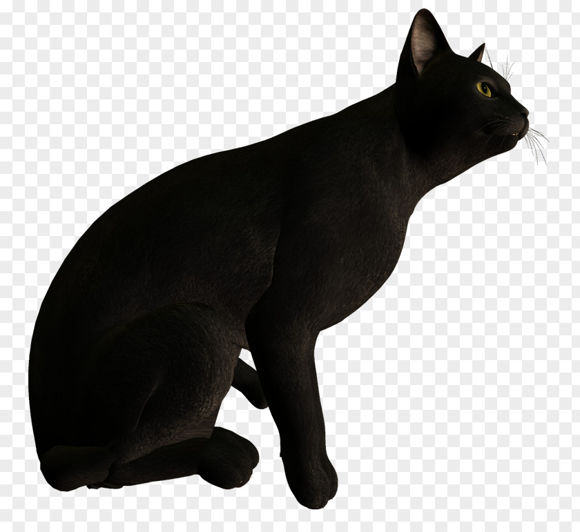 Backrownd Black Cat Bombay Malayan Korat Domestic Short-haired PNG