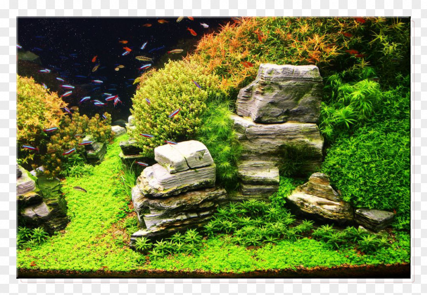 Floating Island Aquariums Aquascaping Goldfish Rock PNG