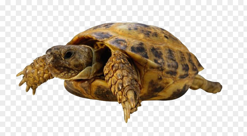 Golden Turtle Sea Tortoise PNG