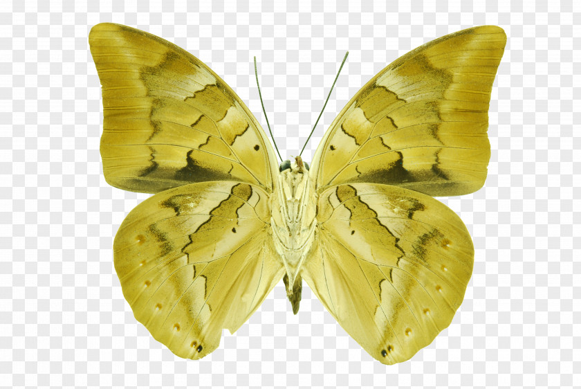 Ramses Ii Bombycidae Moth PNG