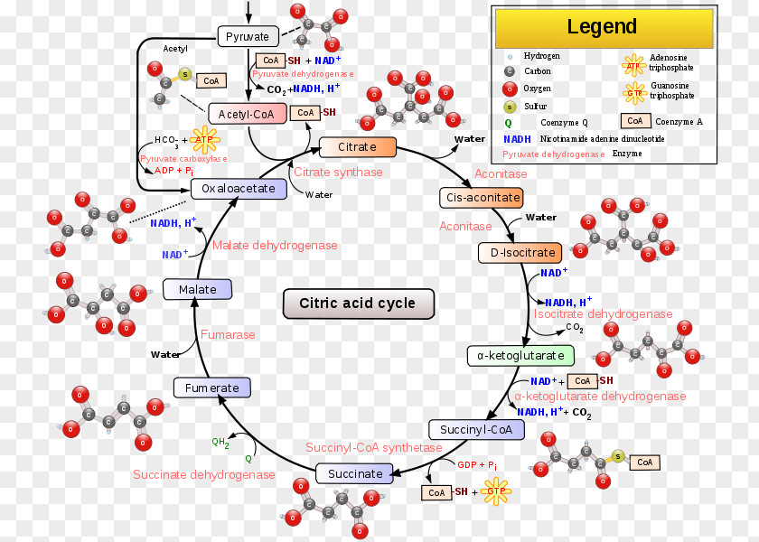 Succinyl Coenzyme A Synthetase Citric Acid Cycle Tricarboxylic Cellular Respiration Aconitic PNG