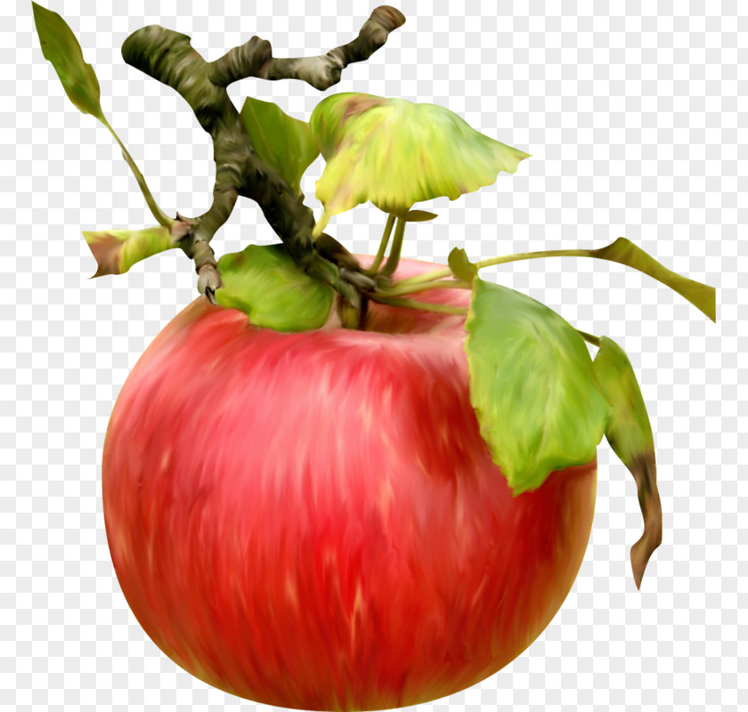 Apple Bush Tomato Vegetable Food Fruit PNG