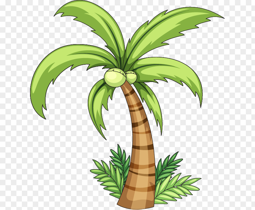 Cartoon Great Fresh Coconut Arecaceae Clip Art PNG