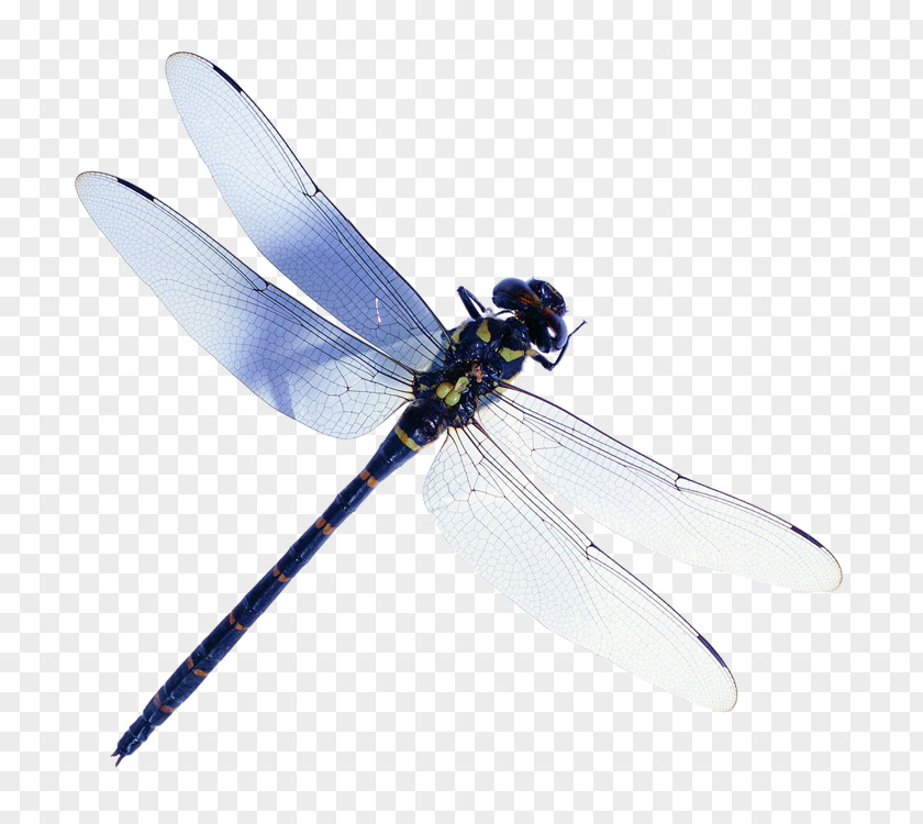 Da Dragonfly Stock Photography Image Beetle PNG