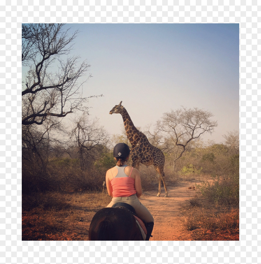 Giraffe Grassland Neck Wildlife Stock Photography PNG