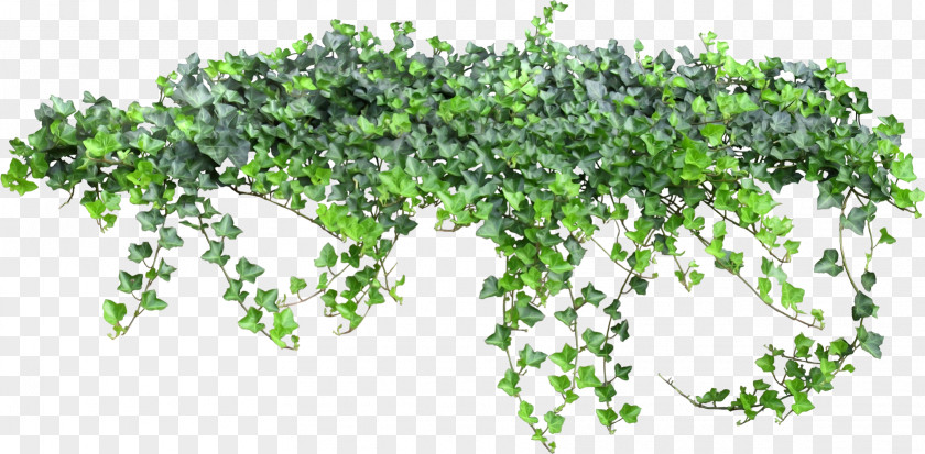 Ivy Fairy Tale Texture Vine PNG