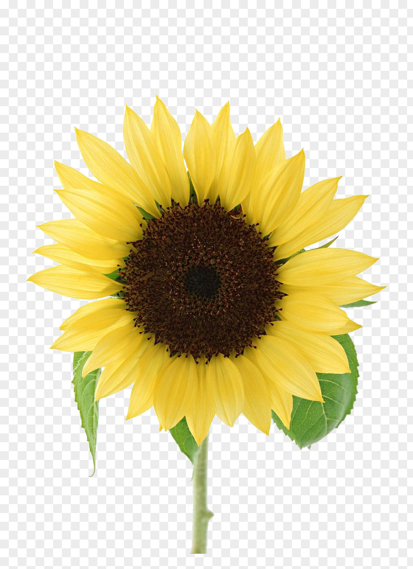 Simple Atmosphere Of Sunflowers PNG