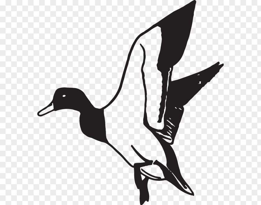 Duck Mallard American Pekin Clip Art PNG