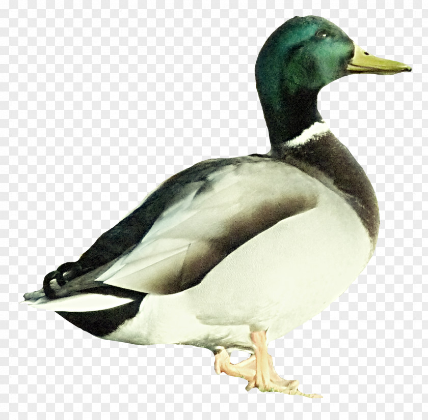 Duck Mallard PNG