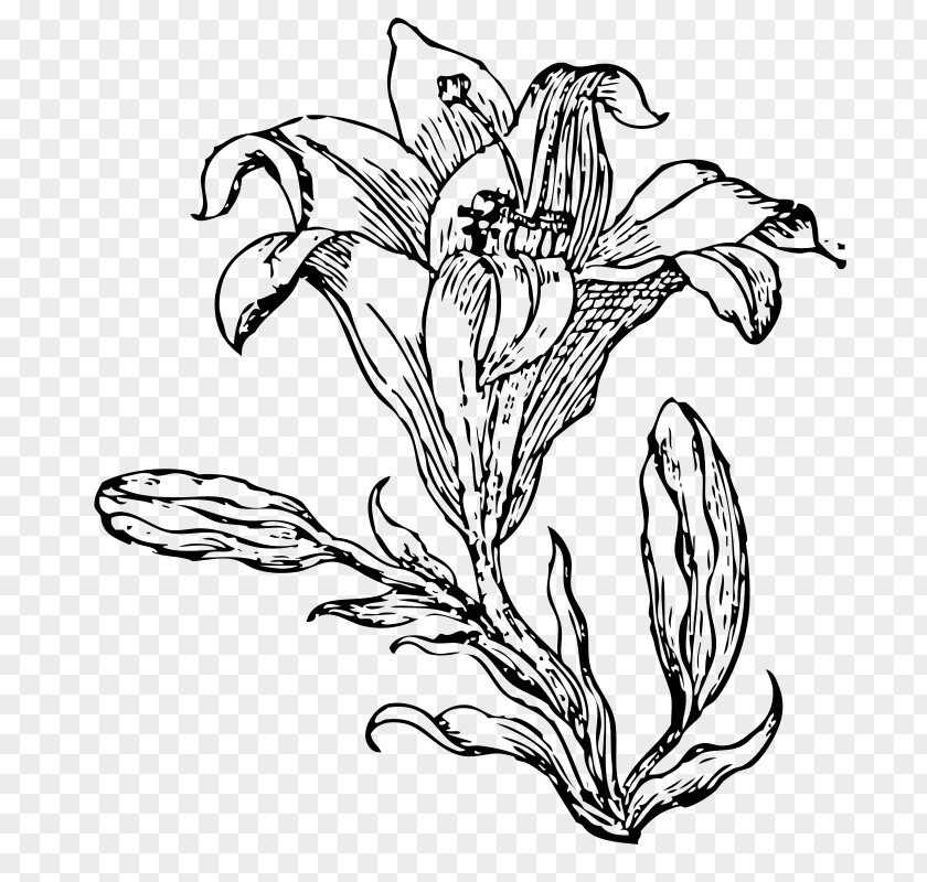 Flower Drawing Black And White PNG