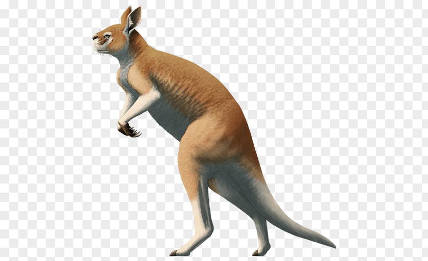 Kangaroo Short-faced Bears Procoptodon Sthenurinae Pleistocene PNG
