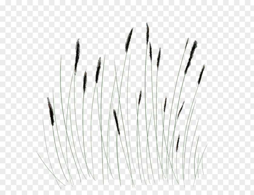 Line White Art Grasses Angle PNG