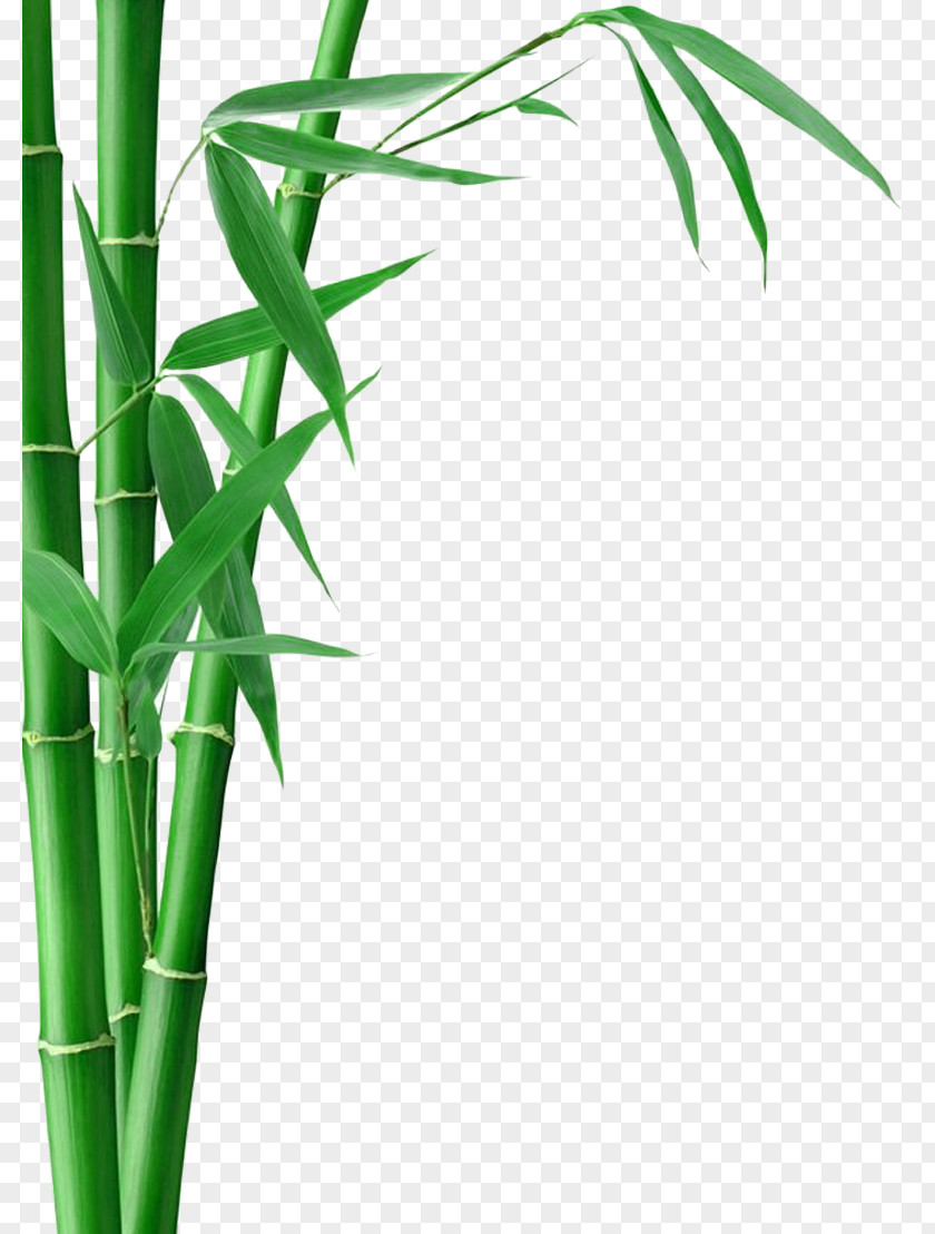 Bamboo Forest Fargesia Murielae Textile Charcoal PNG
