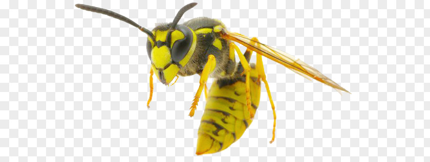 Bee Insect European Hornet Vespula Germanica Wasp PNG