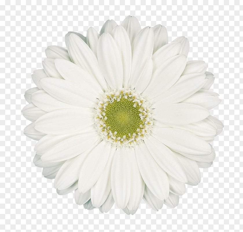 Chrysanthemum Common Daisy Transvaal White Family PNG