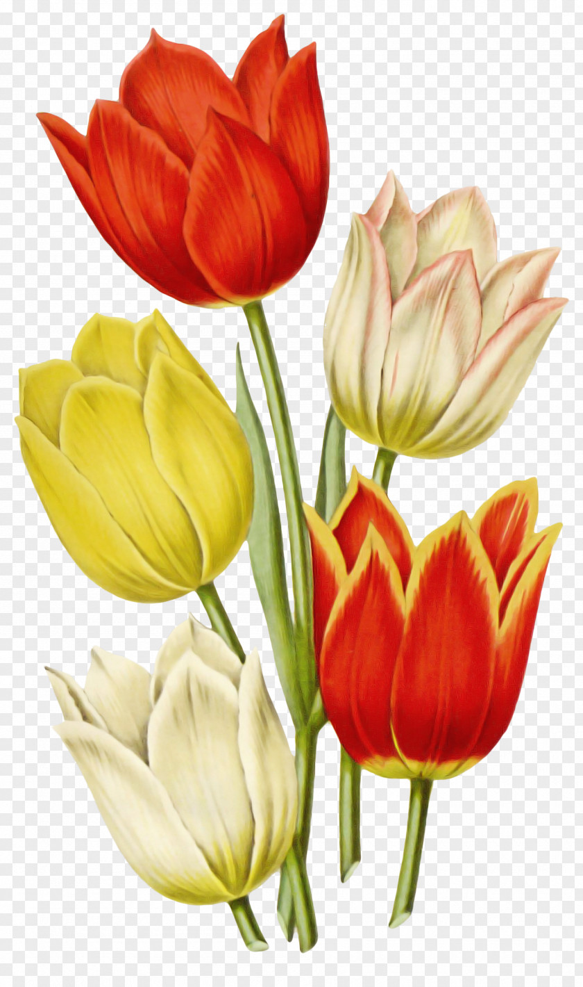 Flower Petal Cut Flowers Tulip Plant PNG